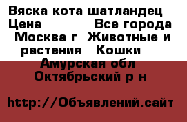 Вяска кота шатландец › Цена ­ 1 000 - Все города, Москва г. Животные и растения » Кошки   . Амурская обл.,Октябрьский р-н